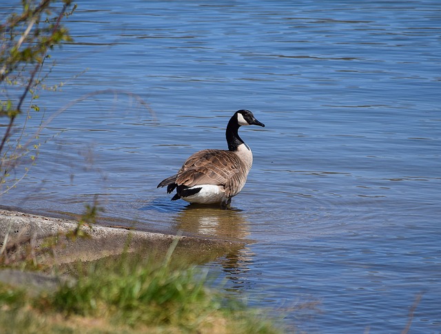 canadian goose on spider lake