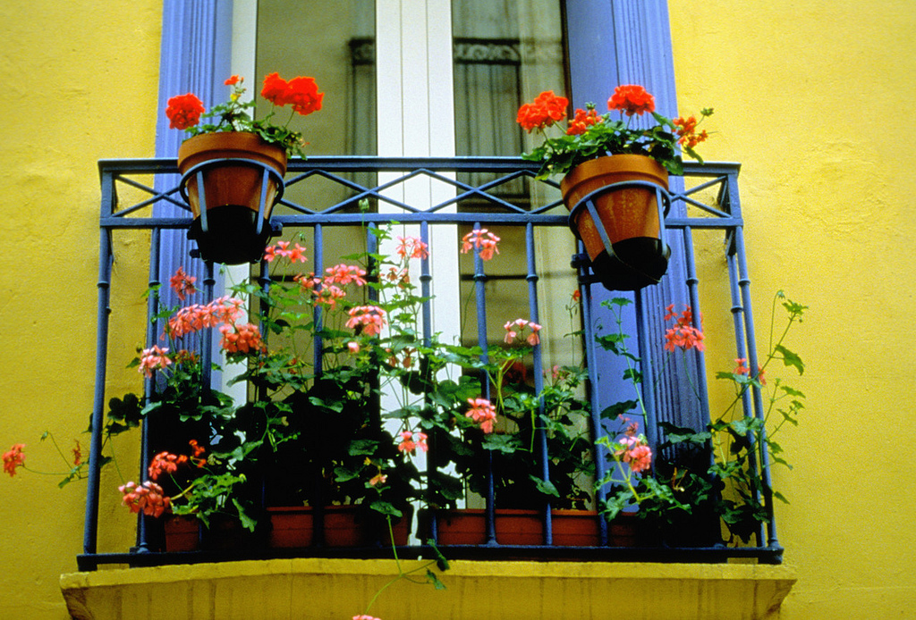 brightly painted window with flower boxes