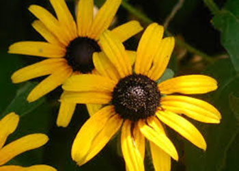 Black Eyed Susan