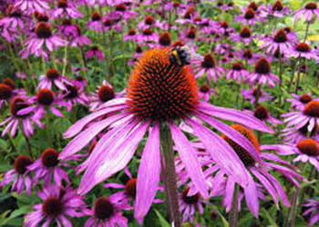 Purple Coneflower