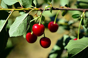 Cherry Republic Glen Arbor Michigan