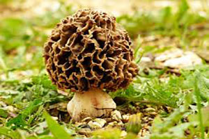 Morel Mushrooms Michigan