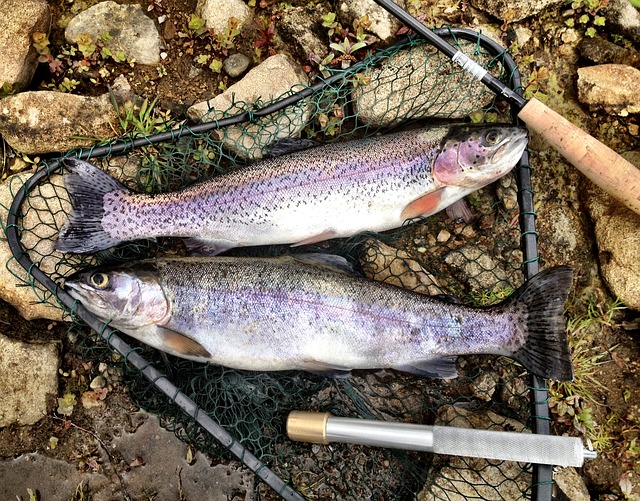 trout after being caught