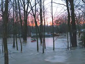 flooded woods