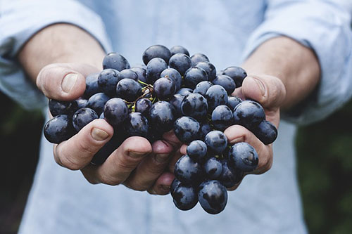 grapes used for wine